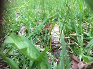 Maldon mushrooms 2