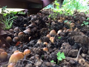 Maldon mushrooms 3
